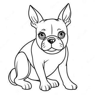 Boston Terrier Litabok 105637-43188